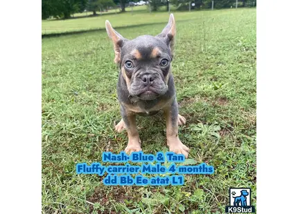 a french bulldog dog standing on grass